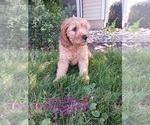 Puppy 18 Goldendoodle