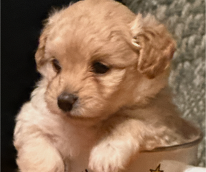 Maltipoo (Miniature) Puppy for sale in WILMINGTON, NC, USA