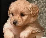 Image preview for Ad Listing. Nickname: Bear