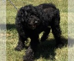 Small #4 Poodle (Standard) Mix
