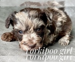 Small Photo #4 YorkiePoo Puppy For Sale in AQUILLA, TX, USA