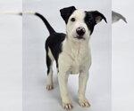 Small #1 Border Collie Mix