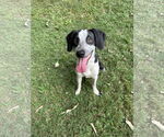 Small #2 Border Collie Mix