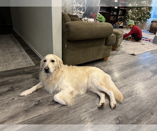 Medium Photo #12 English Cream Golden Retriever Puppy For Sale in WHITE SALMON, WA, USA