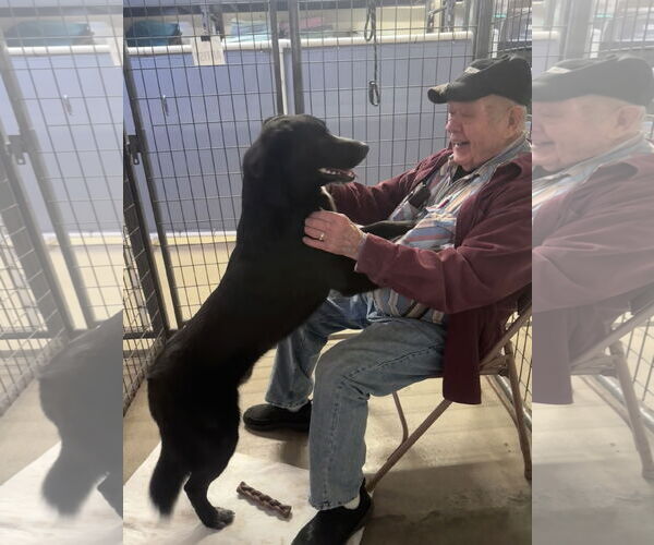 Medium Photo #3 German Shepherd Dog-Unknown Mix Puppy For Sale in Williamsburg, IA, USA