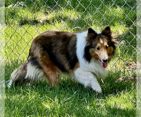 Medium Photo #6 Mutt Puppy For Sale in Wamego, KS, USA
