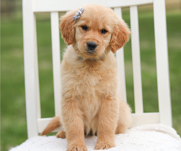 Medium Photo #3 Golden Retriever Puppy For Sale in FREDONIA, KY, USA