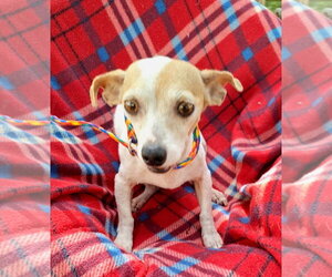 Liliana - Female Chihuahua-Unknown Mix Dog for Adoption - Photo #2
