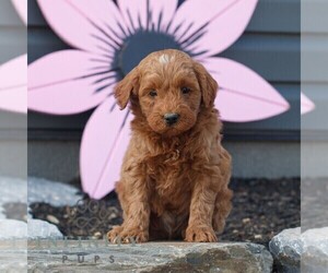 Goldendoodle (Miniature) Puppy for sale in MANHEIM, PA, USA