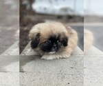 Small Photo #5 Pekingese Puppy For Sale in CANOGA, NY, USA