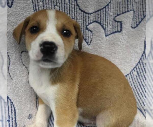 Medium Photo #1 Mutt Puppy For Sale in Thief River Falls, MN, USA