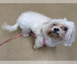 Maltese Dogs for adoption in Derwood, MD, USA