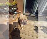 Puppy 1 Chinese Shar-Pei