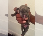 Small Photo #12 American Pit Bull Terrier Puppy For Sale in NEWARK, NJ, USA