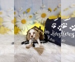 Small #2 Cocker Spaniel