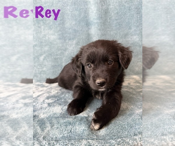 Medium Photo #8 Golden Retriever-Miniature Australian Shepherd Mix Puppy For Sale in LOGAN, UT, USA