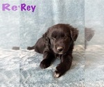 Puppy Rey Golden Retriever-Miniature Australian Shepherd Mix