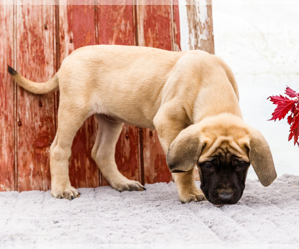 Medium Photo #3 Mastiff Puppy For Sale in WAKARUSA, IN, USA