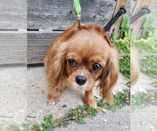 Medium Photo #5 Cavalier King Charles Spaniel Puppy For Sale in Lincolnwood, IL, USA