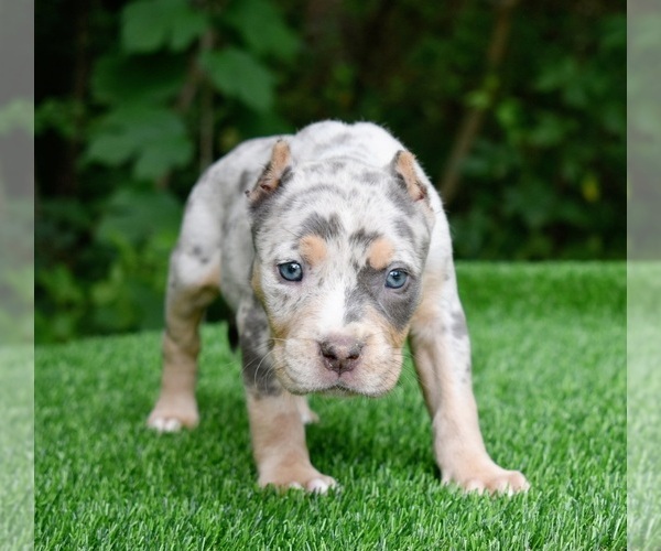 Full screen Photo #15 American Bully Puppy For Sale in CLEVELAND, GA, USA