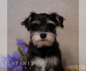 Schnauzer (Miniature) Puppy for sale in MIFFLINBURG, PA, USA