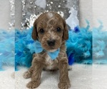Small Photo #15 Poodle (Miniature) Puppy For Sale in BULLARD, TX, USA
