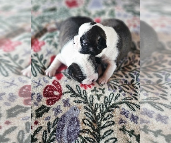Medium Photo #6 Boston Terrier Puppy For Sale in EUREKA, CA, USA