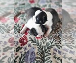 Small #5 Boston Terrier