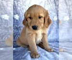 Small #2 Golden Retriever