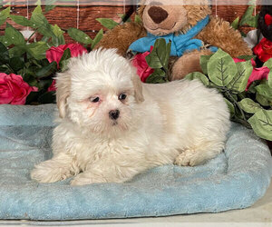 Mal-Shi Puppy for sale in PENNS CREEK, PA, USA