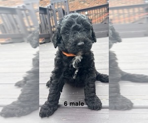 Double Doodle Puppy for sale in DAYTON, OH, USA