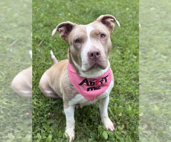 Medium Photo #5 Mutt Puppy For Sale in Jefferson, WI, USA