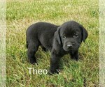Small Photo #3 Labrador Retriever Puppy For Sale in CATO, NY, USA