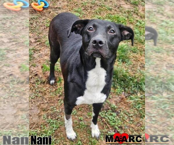 Medium Photo #1 Labrador Retriever-Unknown Mix Puppy For Sale in Maryville, TN, USA