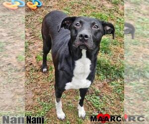 Labrador Retriever-Unknown Mix Dogs for adoption in Maryville, TN, USA