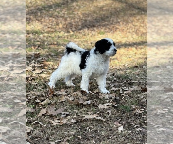 Medium Photo #5 Miniature Bernedoodle Puppy For Sale in MURRAYVILLE, GA, USA