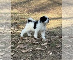 Small Photo #5 Miniature Bernedoodle Puppy For Sale in MURRAYVILLE, GA, USA