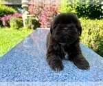 Small #12 Shih Tzu