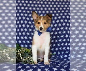 Shetland Sheepdog Puppy for sale in KIRKWOOD, PA, USA