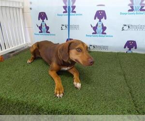 Redbone Coonhound-Unknown Mix Dogs for adoption in Orlando, FL, USA
