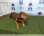 Small Redbone Coonhound Mix