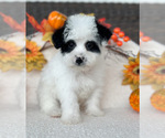 Puppy Puppy 2 YorkiePoo