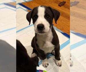 Labrador Retriever-Unknown Mix Dogs for adoption in Sheboygan, WI, USA