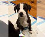 Small Labrador Retriever Mix