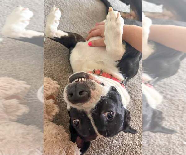 Medium Photo #11 Mutt Puppy For Sale in Kennesaw, GA, USA