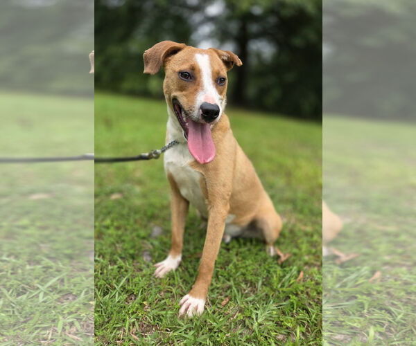 Medium Photo #2 Labbe Puppy For Sale in Attalka, AL, USA