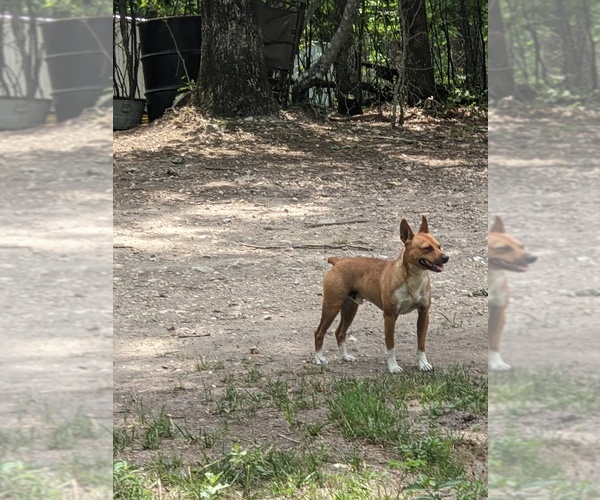 Medium Photo #19 Rat Terrier Puppy For Sale in DORA, MO, USA