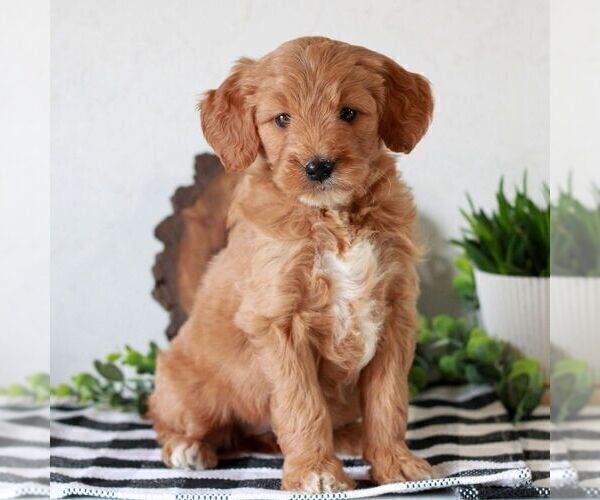 Medium Photo #1 Goldendoodle (Miniature) Puppy For Sale in LITITZ, PA, USA