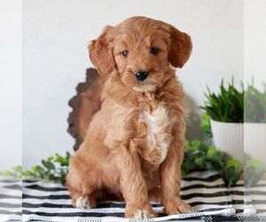 Goldendoodle (Miniature) Puppy for sale in LITITZ, PA, USA