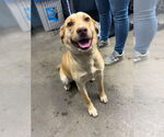 Small #3 American Pit Bull Terrier-Labrador Retriever Mix